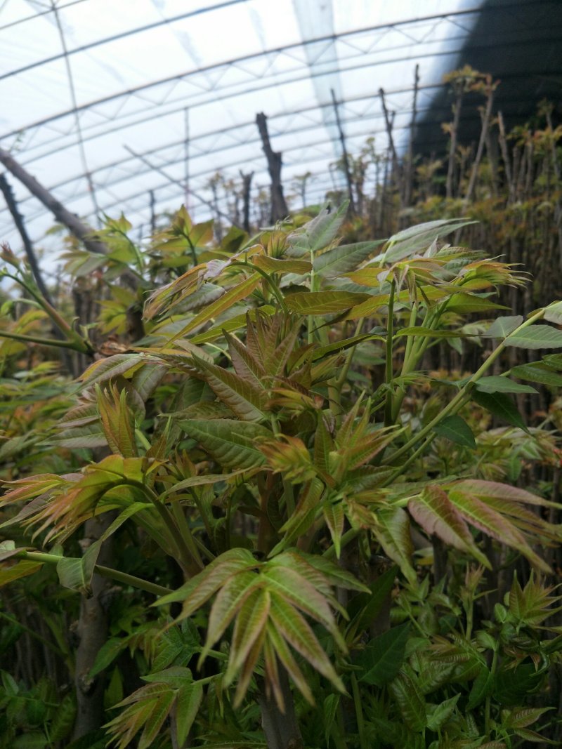 精品香椿
