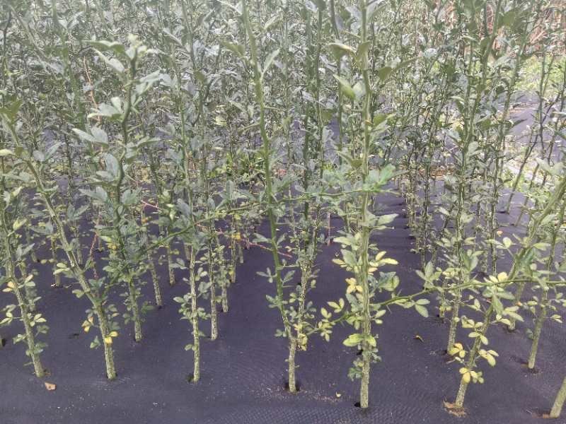 防草布地钉大棚地膜钉抗老化除草园艺果园农田黑色塑料地布钉
