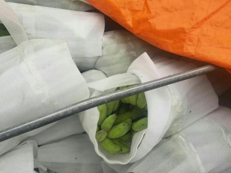 越南西贡蕉