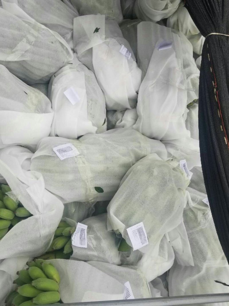 越南西贡蕉