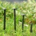 防草布地钉大棚地膜钉抗老化除草园艺果园农田黑色塑料地布钉