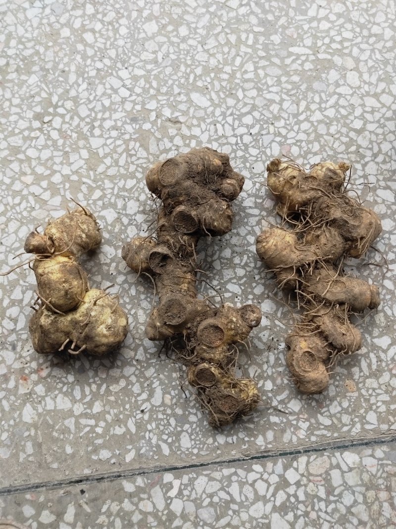 黄精种苗姜形多花黄精苗基地直发欢迎新老客户选购