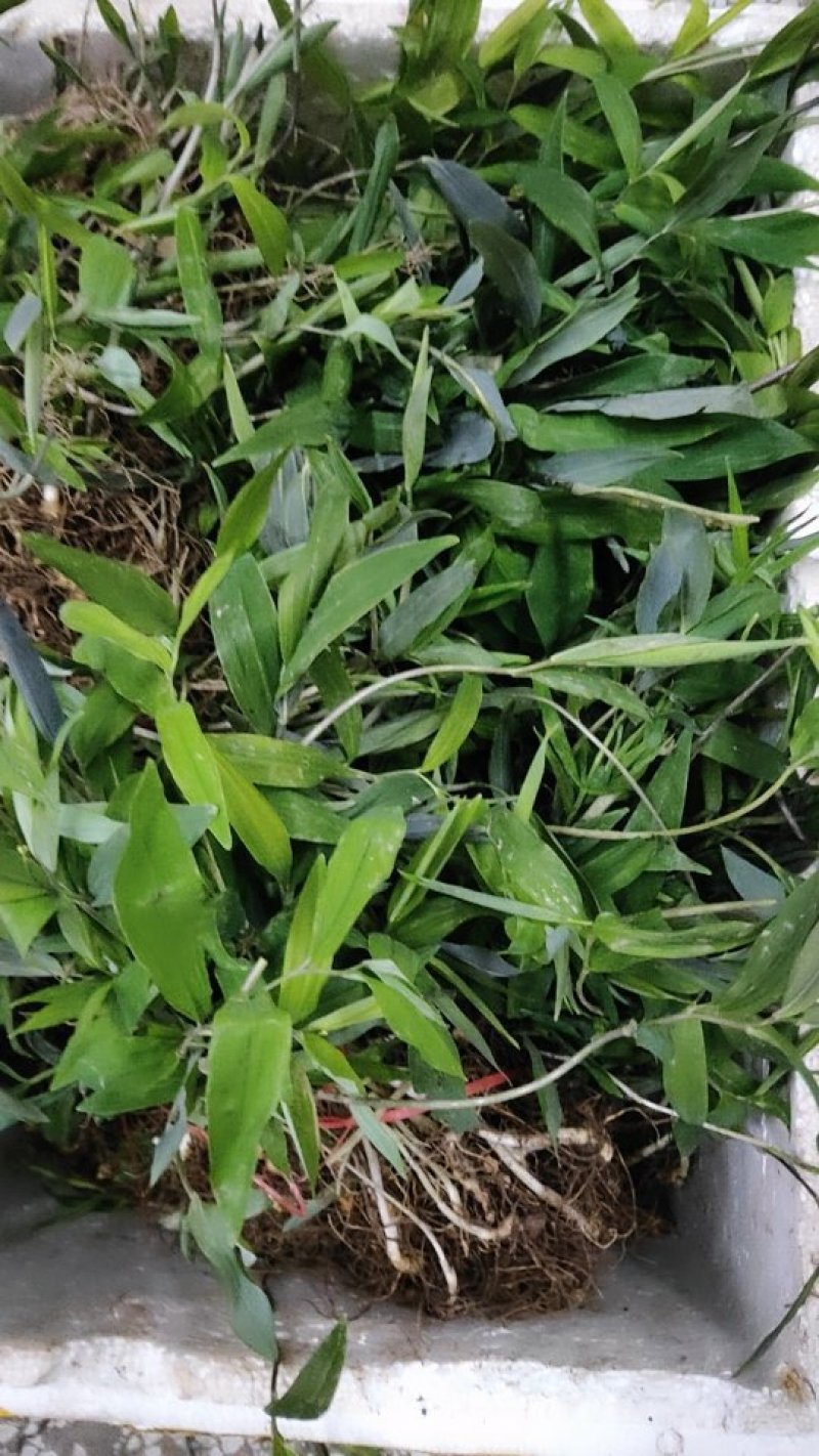 黄精种苗（药典品种)多花倒苗甜黄精基地直供技术支持