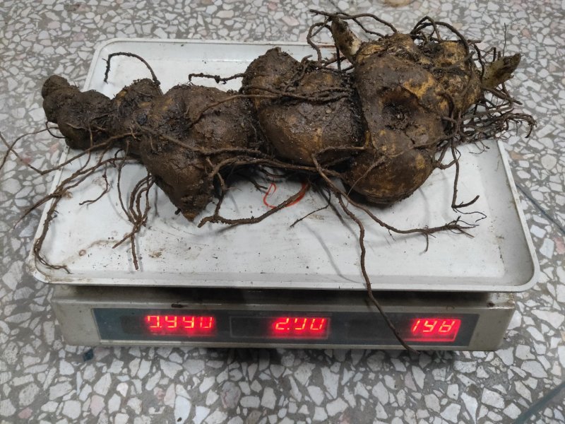 黄精种苗（药典品种)多花倒苗甜黄精基地直供技术支持