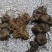 黄精种苗（药典品种)多花倒苗甜黄精基地直供技术支持