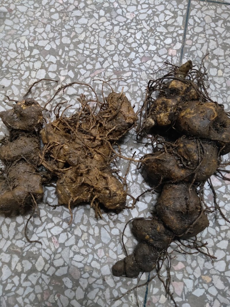 黄精种苗（药典品种)多花倒苗甜黄精基地直供技术支持