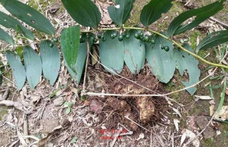 黄精种苗（药典品种)多花倒苗甜黄精基地直供技术支持