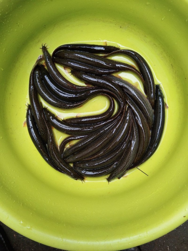 青色圆鳅，溪流鳅，粉鳅，土泥鳅，农村泥鳅，正宗真泥鳅