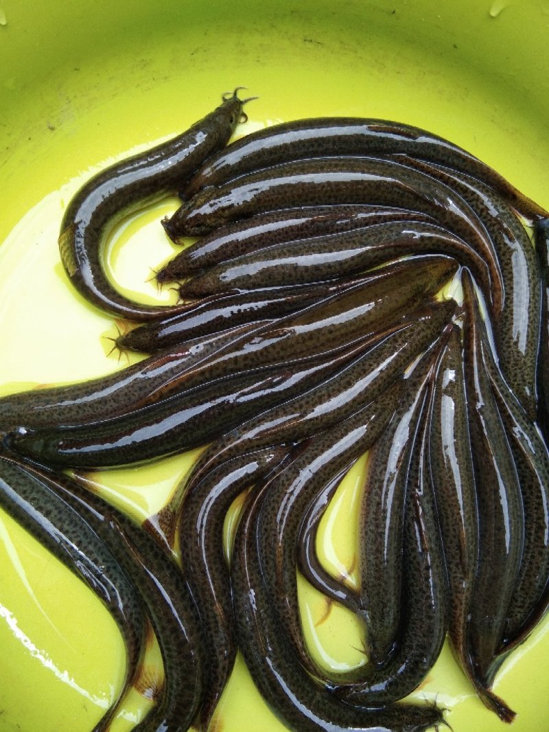 青色圆鳅，溪流鳅，粉鳅，土泥鳅，农村泥鳅，正宗真泥鳅