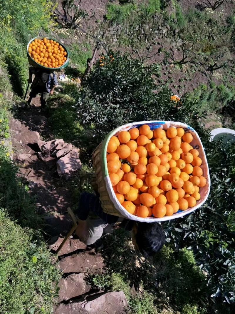 湖北纽荷尔橙子水分充足口感甜果园看货看中现采