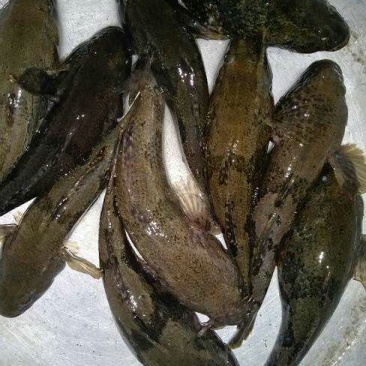 沙塘鳢鱼苗