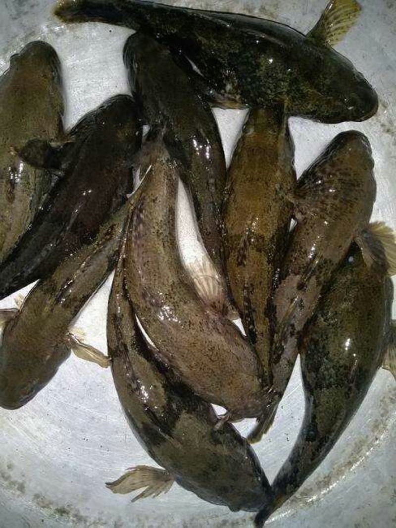 沙塘鳢鱼苗