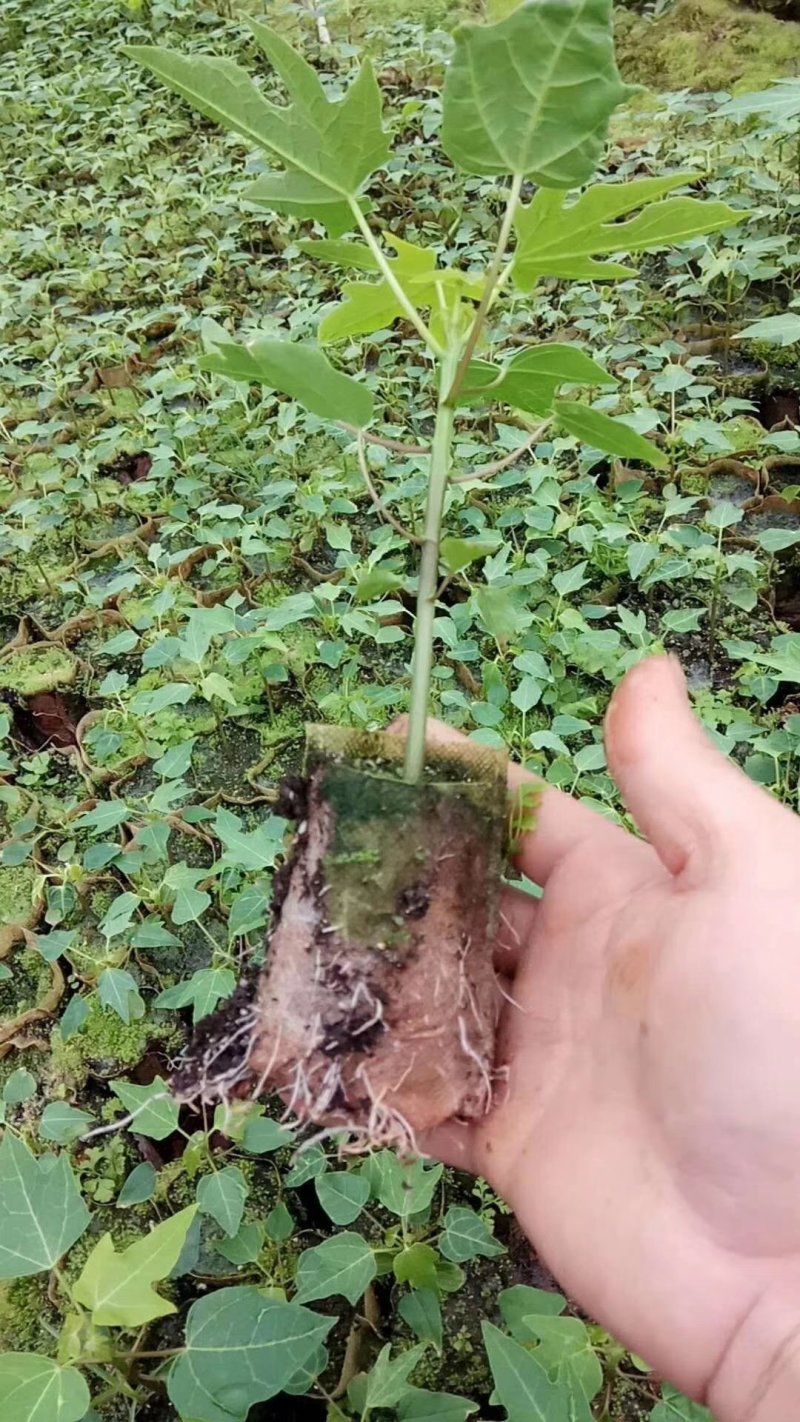 红肉水果木瓜苗优质木瓜苗大白木瓜苗，只做精品高产苗