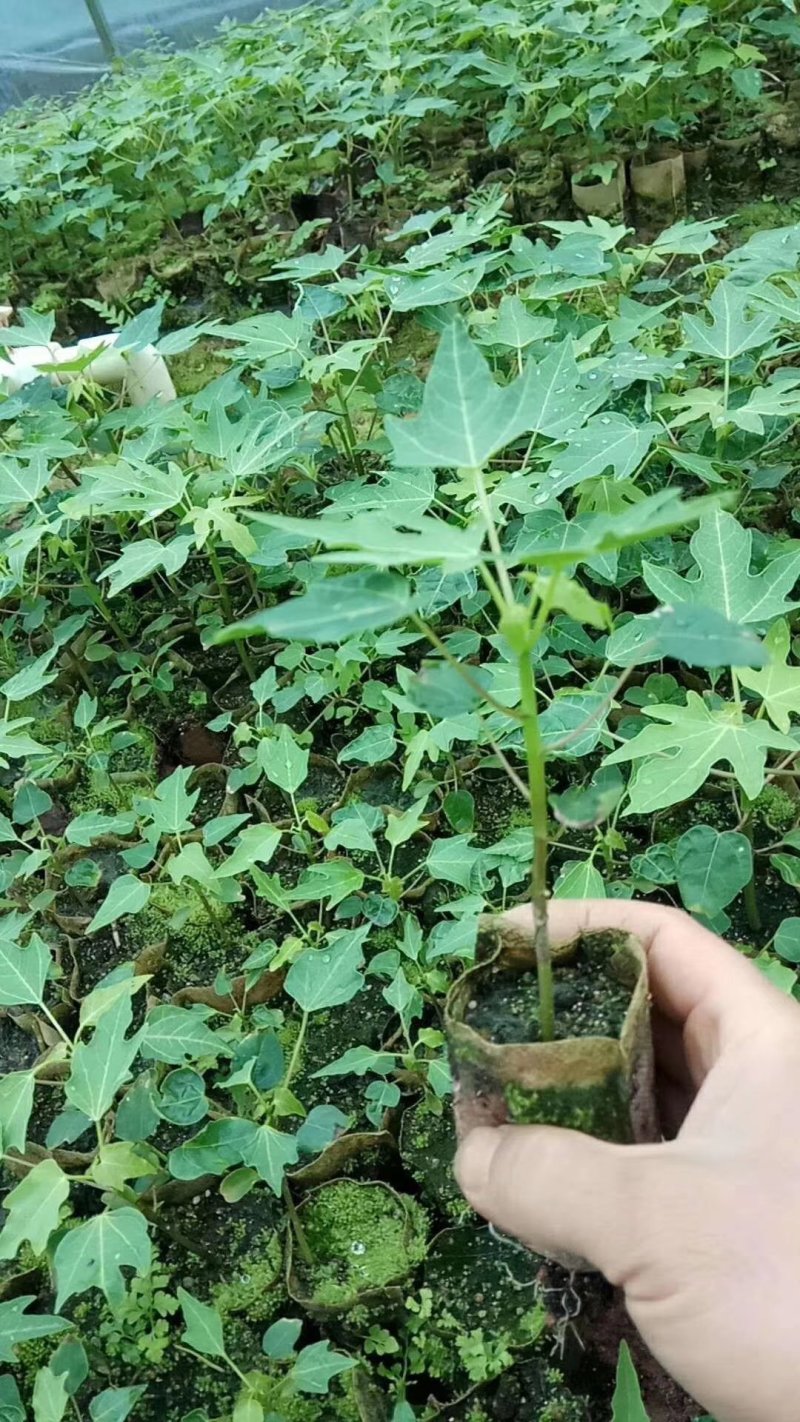 红肉水果木瓜苗优质木瓜苗大白木瓜苗，只做精品高产苗