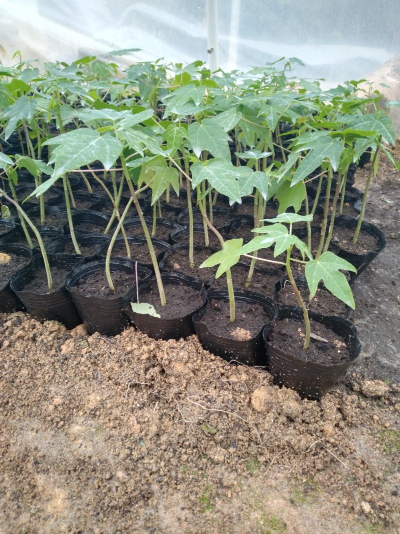 红肉水果木瓜苗优质木瓜苗大白木瓜苗，只做精品高产苗