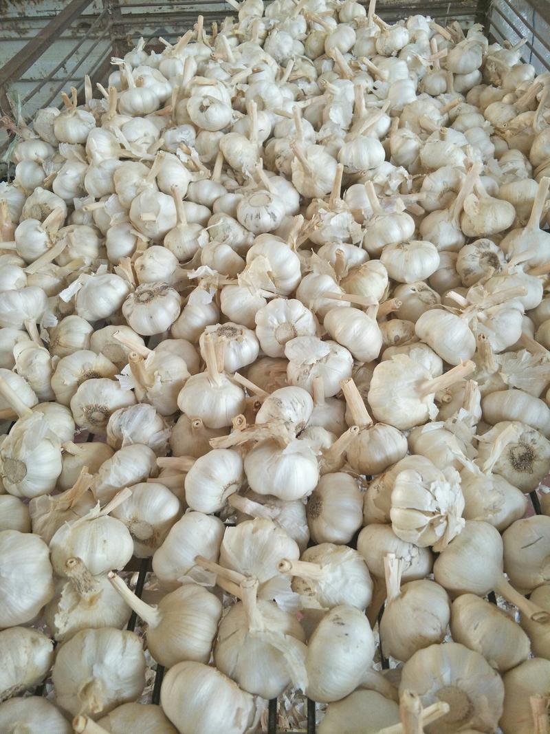 种蒜白皮大蒜种子金蒜旺二号大蒜种子产量高于红皮蒜