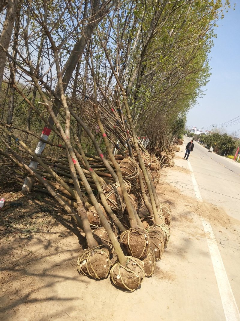 丛生乌桕，独杆乌桕，精品乌桕苗现货上市直销