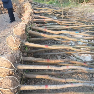 丛生乌桕，独杆乌桕，精品乌桕苗现货上市直销