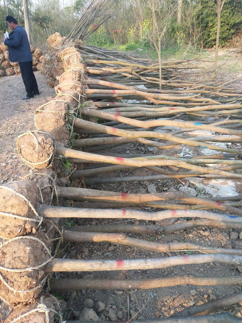 丛生乌桕，独杆乌桕，精品乌桕苗现货上市直销