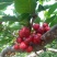 红灯樱桃