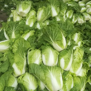 大白菜