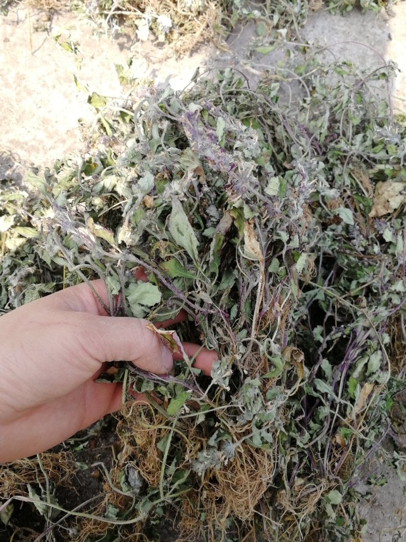 贵州野生，白毛夏枯草苦草