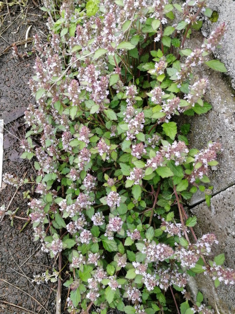 贵州野生，白毛夏枯草苦草