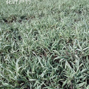 花叶芦竹水生植物基地直销物美价廉