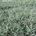 花叶芦竹水生植物基地直销物美价廉