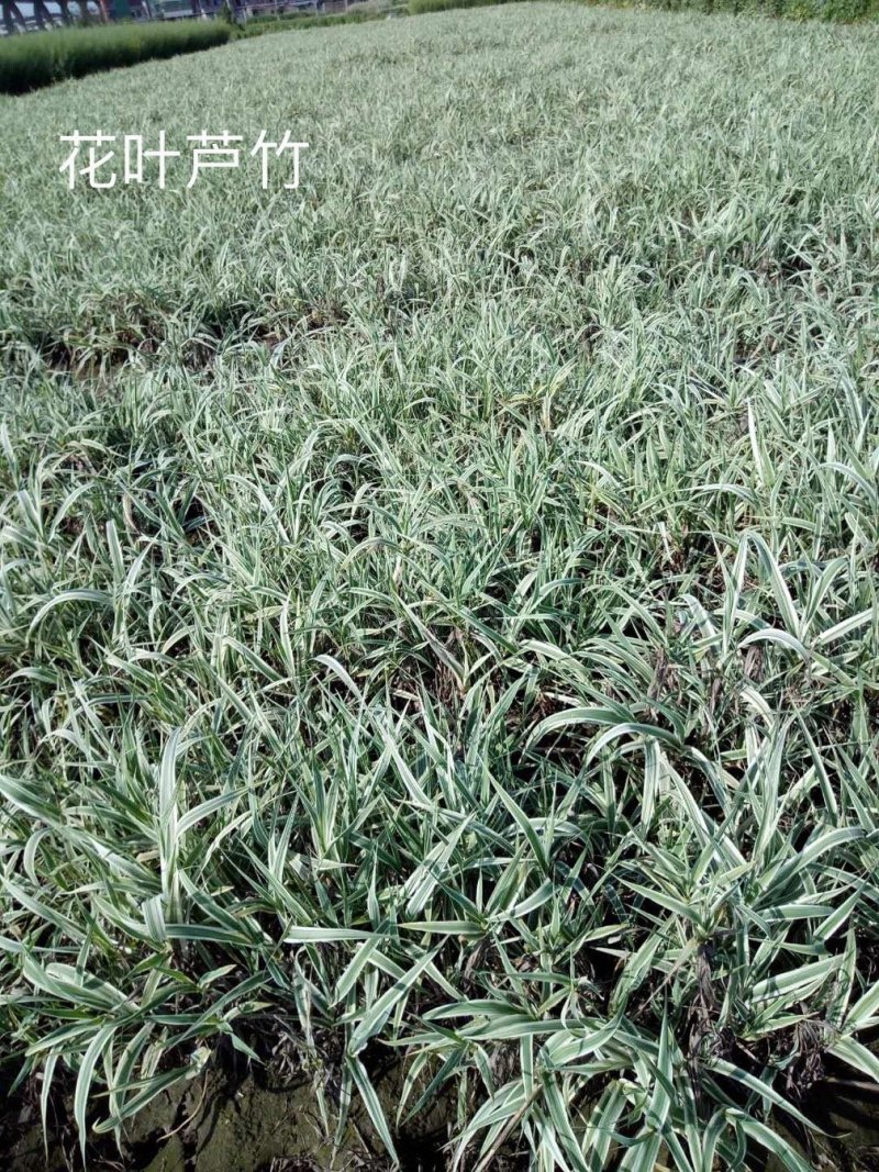 花叶芦竹水生植物基地直销物美价廉