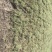 花叶芦竹水生植物基地直销物美价廉
