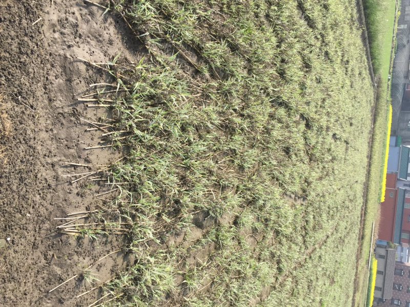 花叶芦竹水生植物基地直销物美价廉