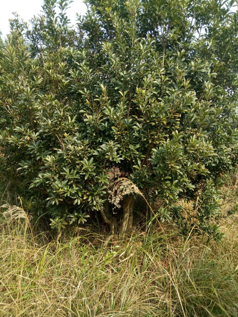 大量供应各种规格杨梅树需要的敢快