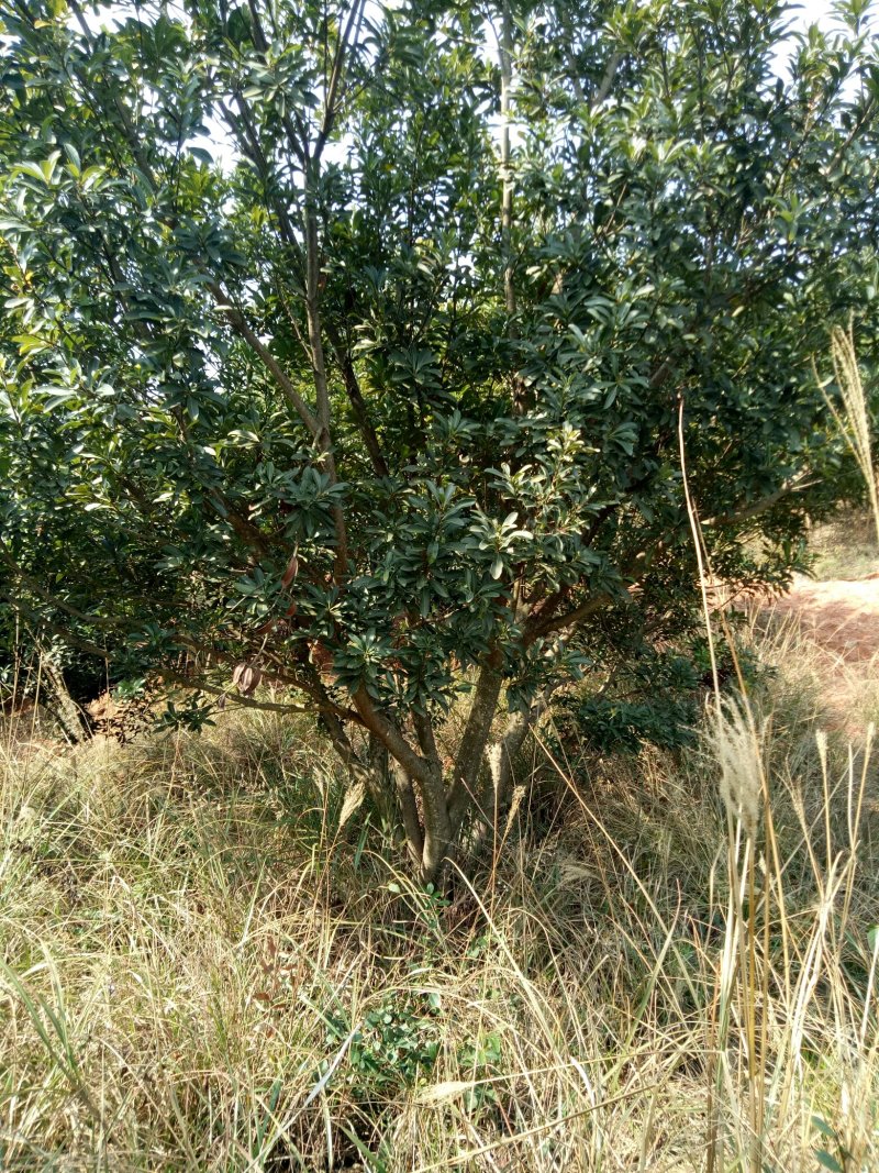 大量供应各种规格杨梅树需要的敢快