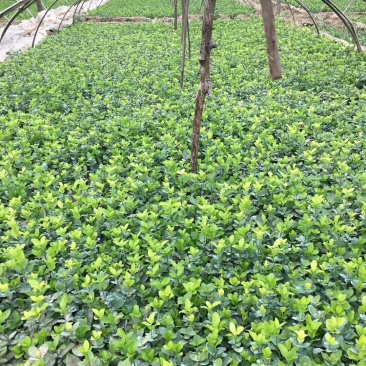 热销优质胶东卫矛小苗床苗色块用苗现货欢迎订购