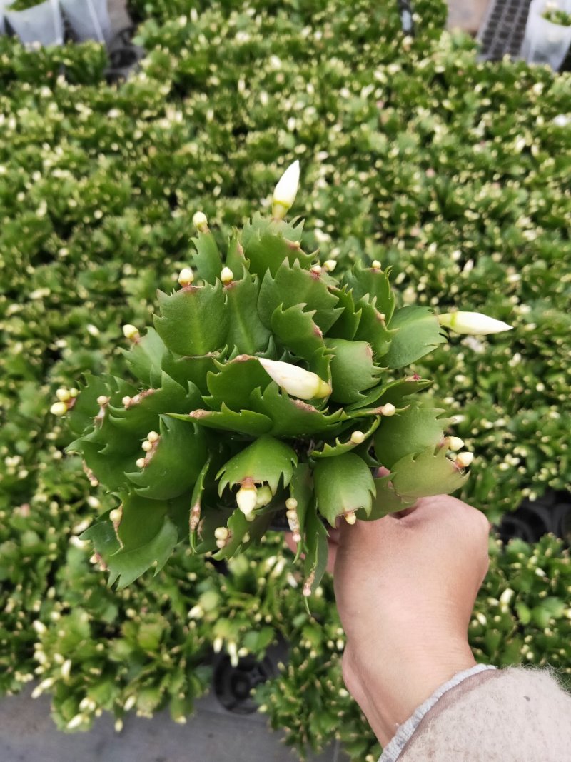 精品蟹爪兰