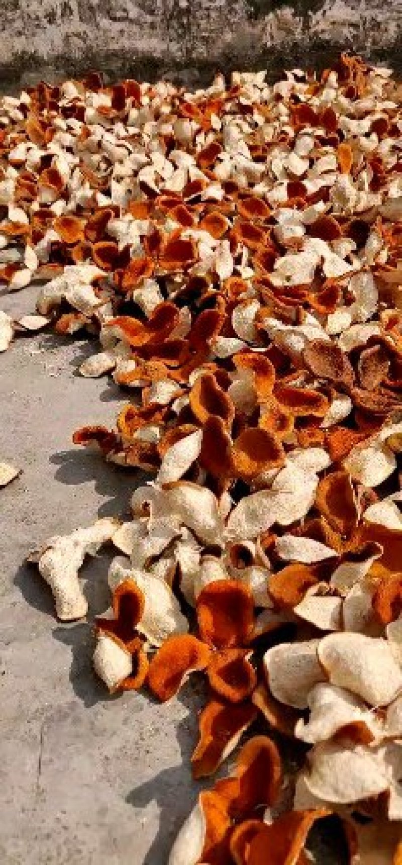 陈皮