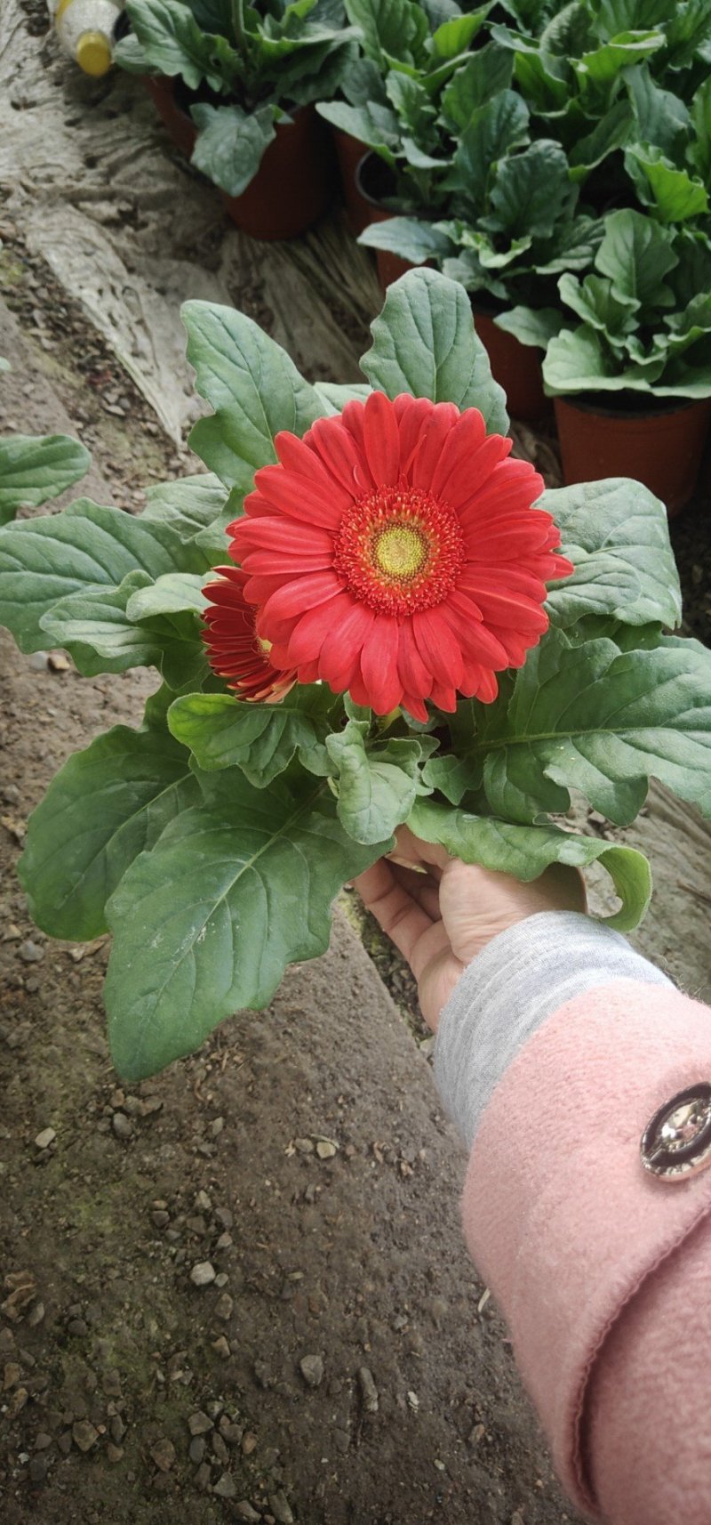 优质非洲菊，颗型大，花苞多