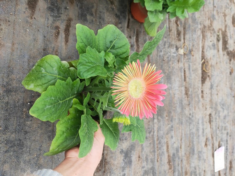 优质非洲菊，颗型大，花苞多