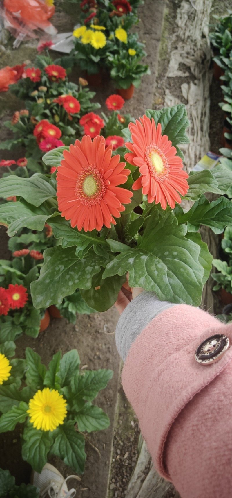优质非洲菊，颗型大，花苞多