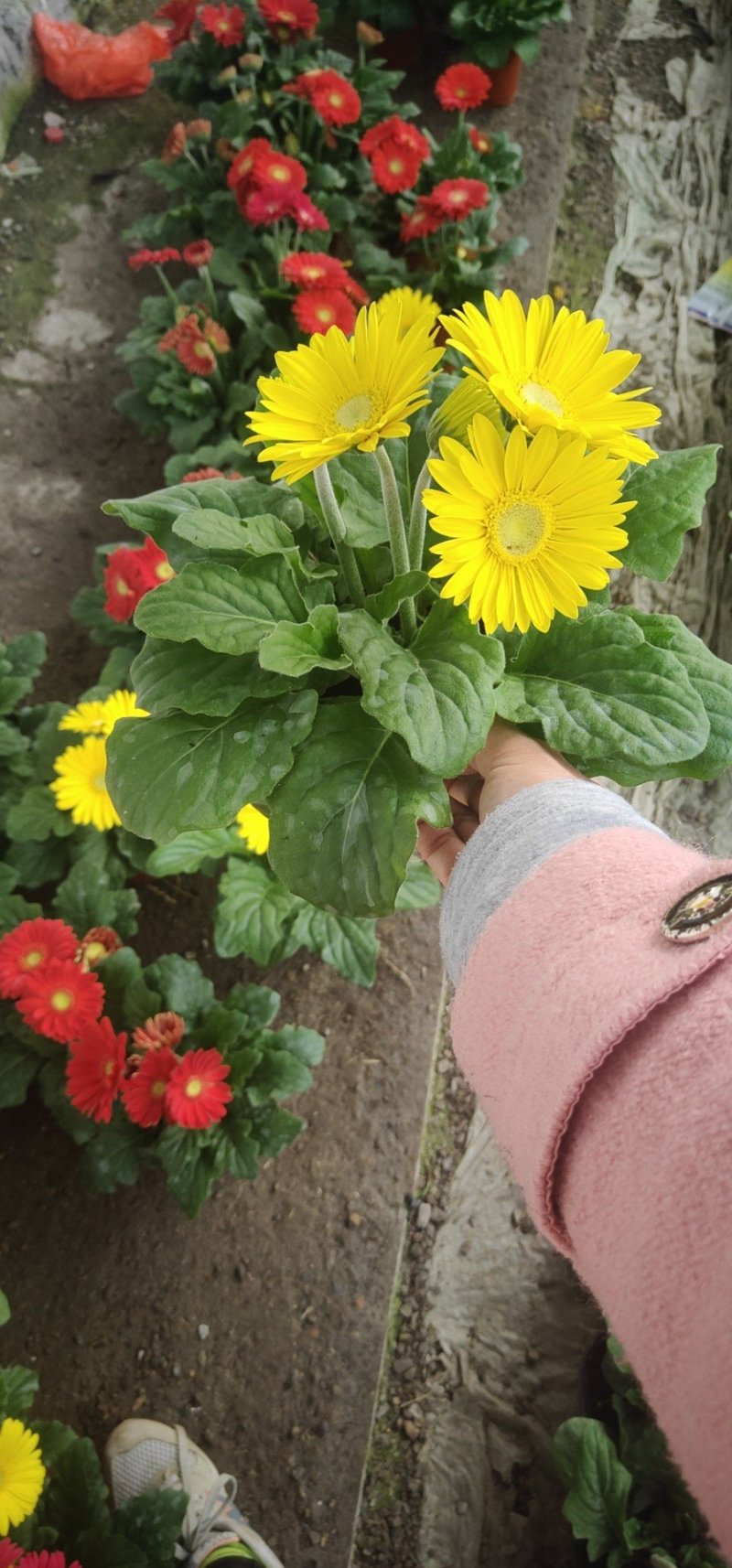 优质非洲菊，颗型大，花苞多