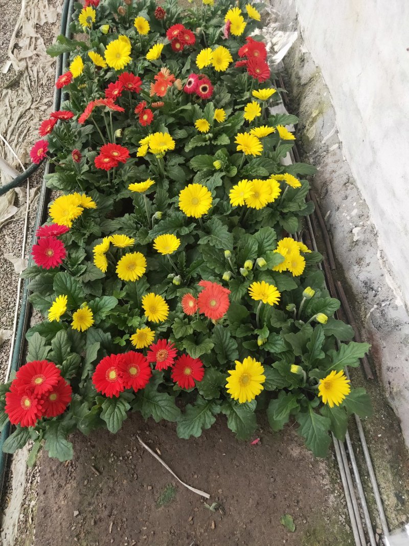 优质非洲菊，颗型大，花苞多