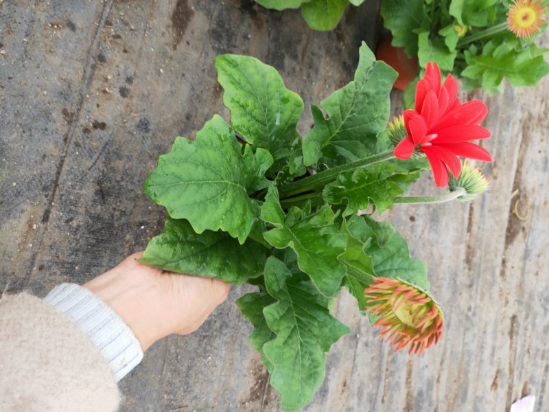 优质非洲菊，颗型大，花苞多