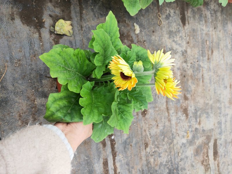 优质非洲菊，颗型大，花苞多