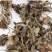 虎耳草、石荷叶、金线吊芙蓉、老虎耳、金丝荷叶、耳朵红