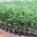 南方红豆杉曼地亚红豆杉盆景苗包成活欢迎购买