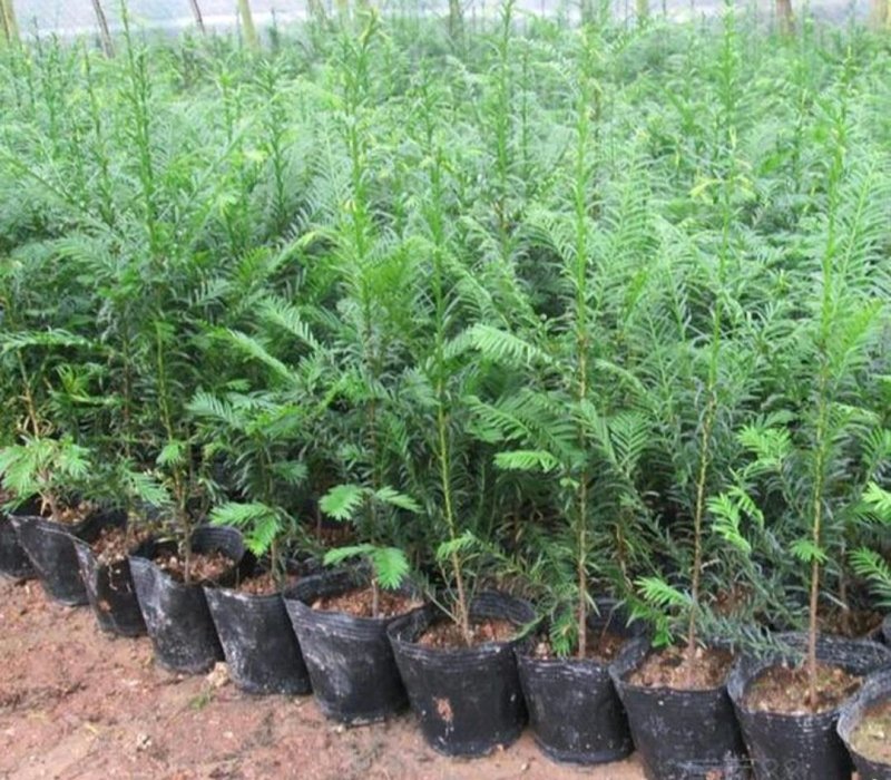 南方红豆杉曼地亚红豆杉盆景苗包成活欢迎购买