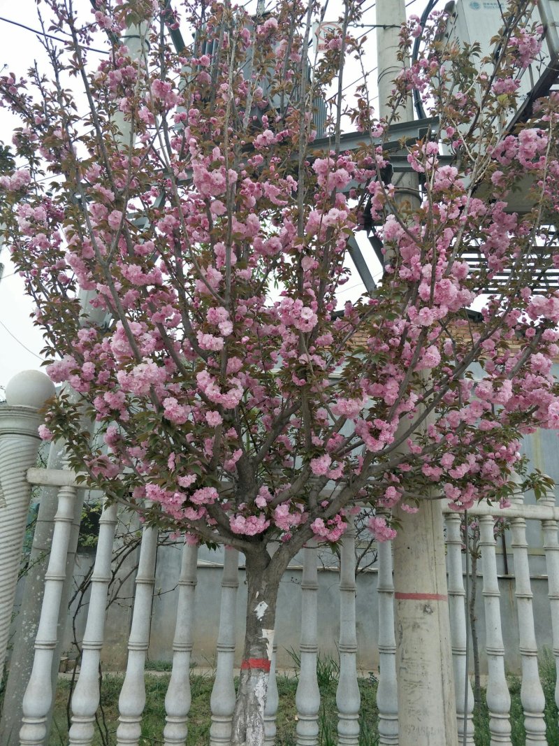 日本红叶樱花苗苗圃现挖保湿发货免费提供技术指导