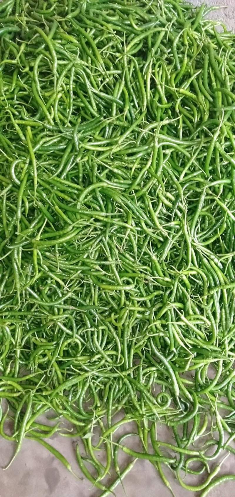 线椒