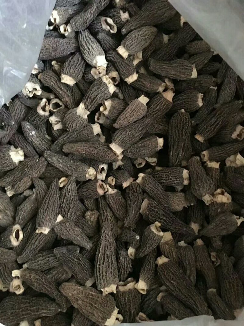 羊肚菌A级货肉厚